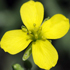 Rughetta selvatica - Diplotaxis tenuifolia