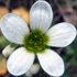 Sassifraga bulbifera - Saxifraga bulbifera