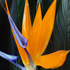 Strelitzia