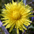 Taràssaco - Taraxacum officinale