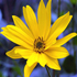 Topinambur - Helianthus tuberosus