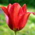 Tulipano - Tulipa