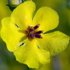 Verbasco sinuoso - Verbascum sinuatum