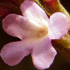 Verbena comune - Verbena officinalis