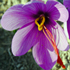Zafferano - Crocus sativus 
